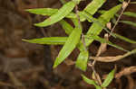 Aromatic aster